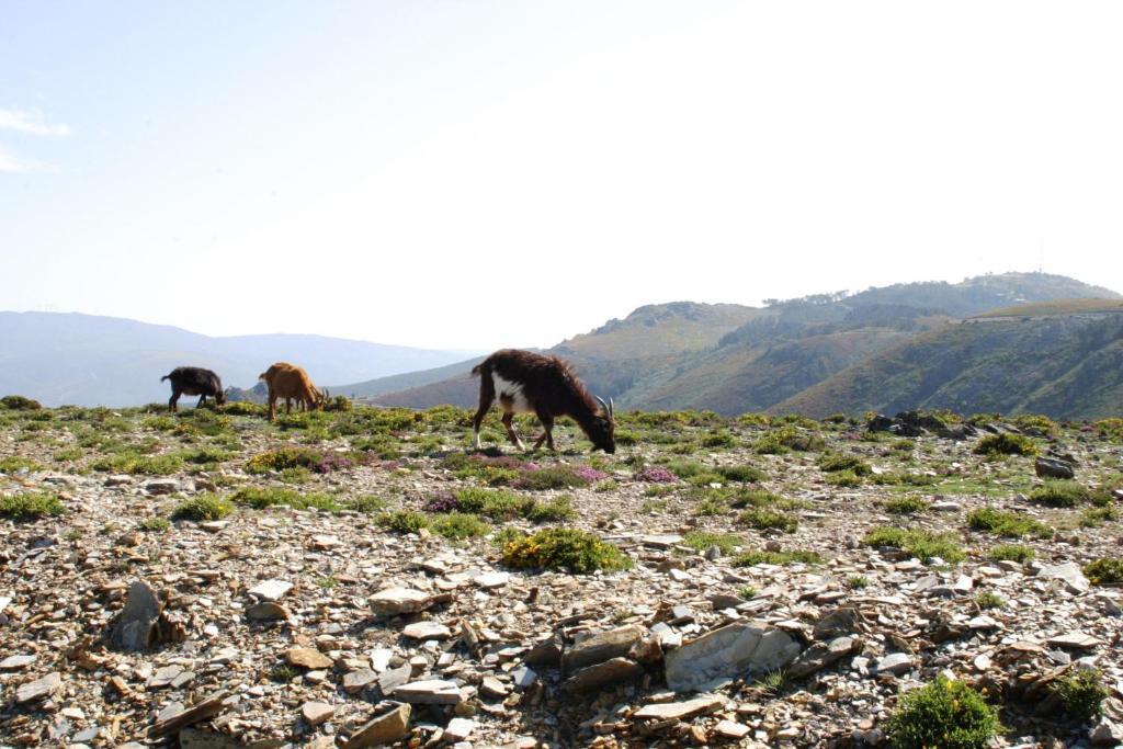 Quinta Dos 4 Lagares Ξενοδοχείο Serrazes Εξωτερικό φωτογραφία